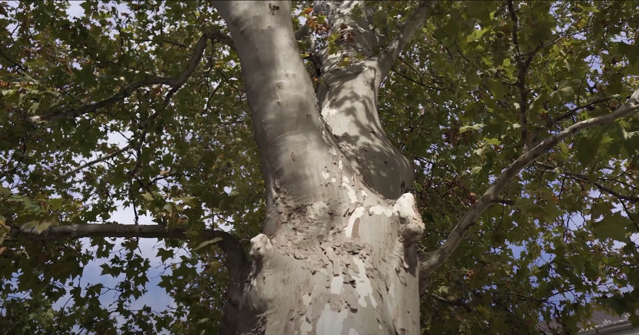 Platán fa – Vésztő