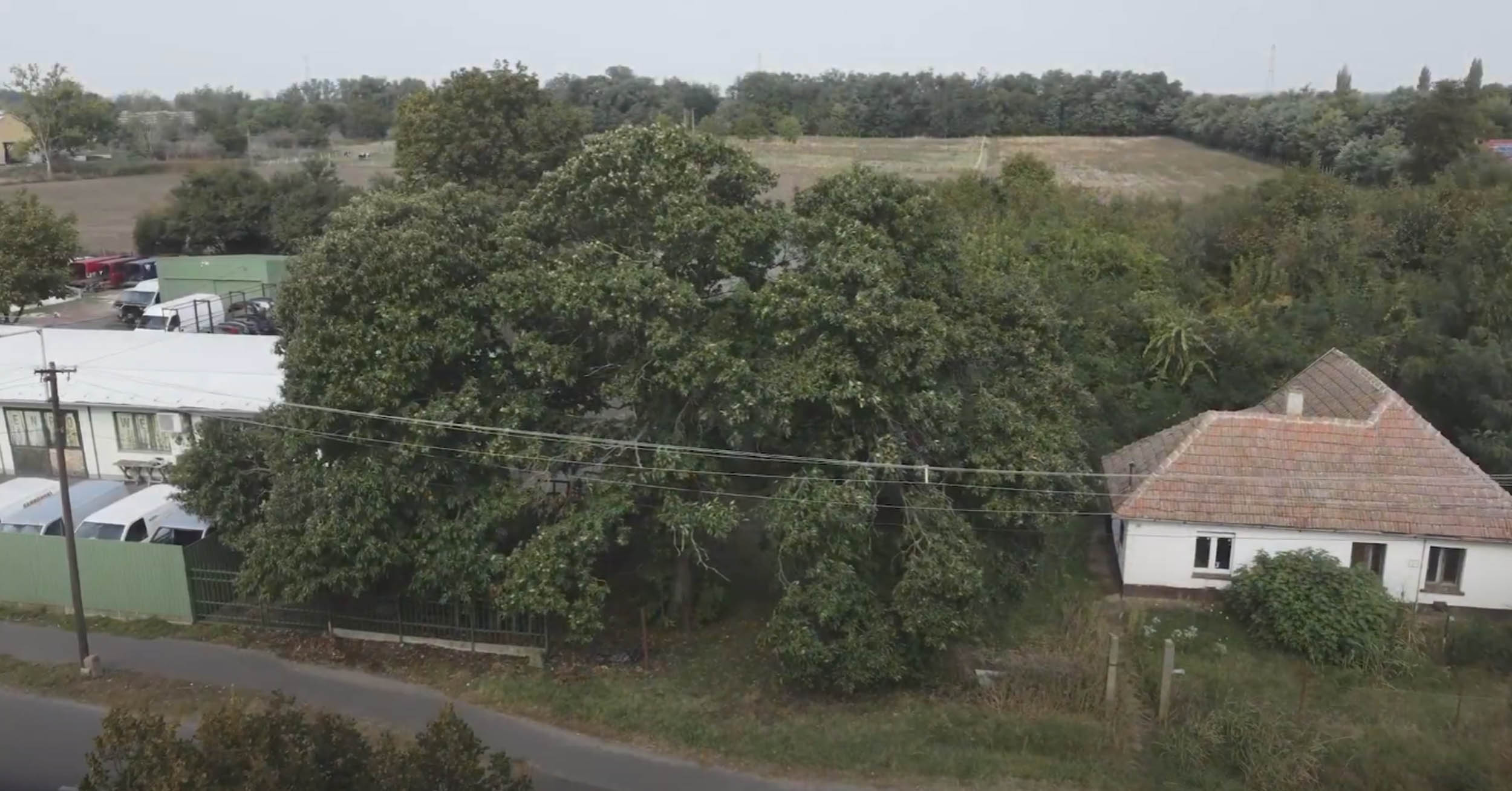 Rákóczi utca 68. szám alatti szelídgesztenyefák – Csorvás