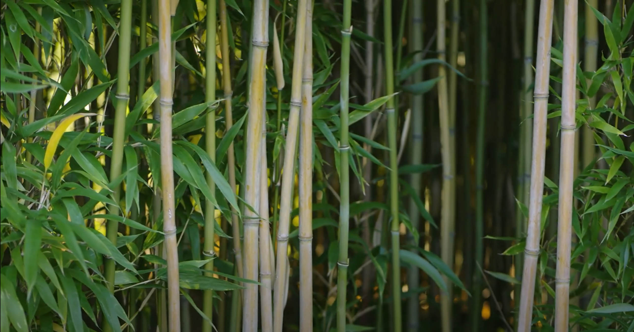 Zöld energia a Nagy bambuszkertben – Gyula